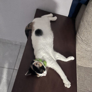 NALA | Raza Calicó de pelo corto | Final Feliz