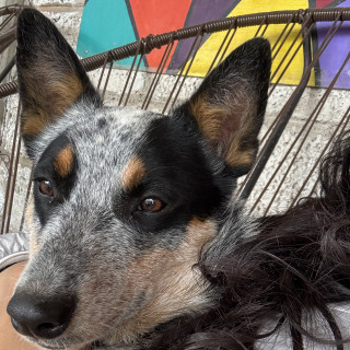 LUPERCA | Raza Ganadero Australiano Blue Heeler  | Final Feliz