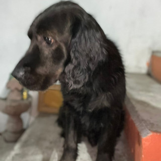 FRODO | Raza Mestizo, cruza de Cocker Spaniel con Labrador | Perdido