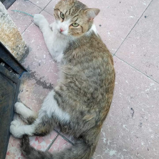  | Raza Doméstico Américano de Pelo Corto | Encontrado