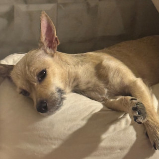 CHÉSTER | Raza Mestizo, cruza de Chihuahua | Perdido