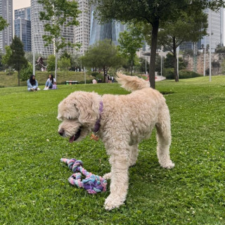 HENRY | Raza Mestizo, cruza de French Poodle con  Maltés,  (Maltipoo) | Perdido