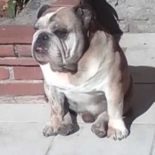 ROCKY | Raza Bulldog Inglés  | Perdido