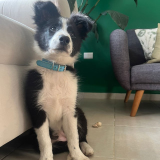 KEIKO | Raza Border Collie  | Perdida