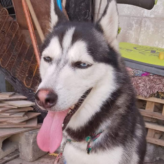 LUKA | Raza Husky Siberiano | Perdido