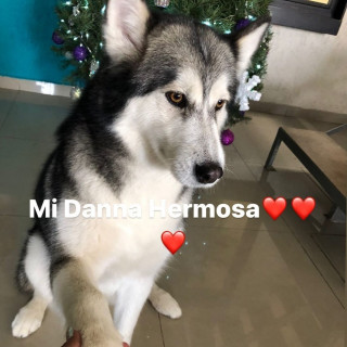 DANNA | Raza Husky Siberiano | Perdida