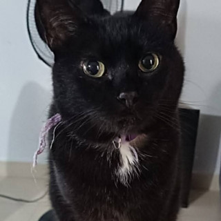 Foto de RINA
