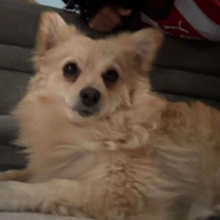  | Raza Pomerania | Encontrada