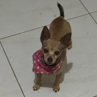 MUÑECA | Raza Chihuahua | Perdida