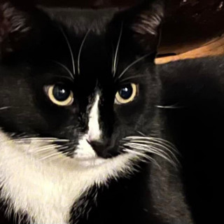 NEGRA | Raza Doméstico Américano de Pelo Corto | Final Feliz