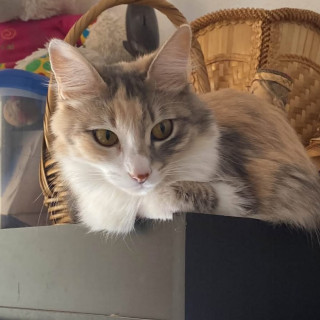 Foto de CLEO