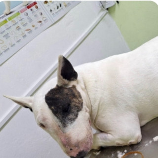  | Raza Bull Terrier Inglés | Encontrada