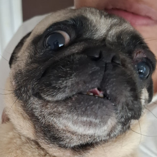 CONCHA | Raza Pug o Carlin | Final Feliz