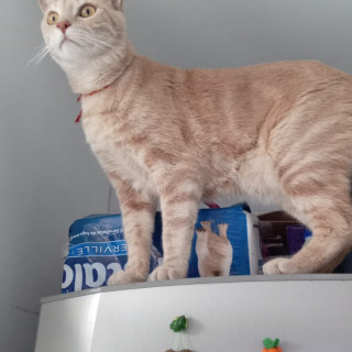 COFFEE | Raza Doméstico Américano de Pelo Corto | Perdido