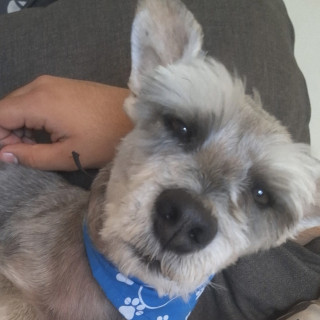 BIGO | Raza Schnauzer | Final Feliz