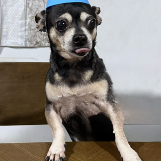 LUKA | Raza Chihuahua | Perdido