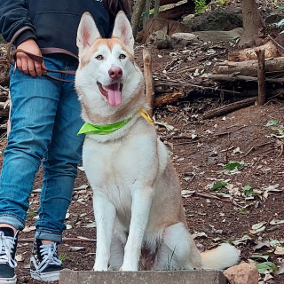 TRIXIE | Raza Husky Siberiano | Perdida