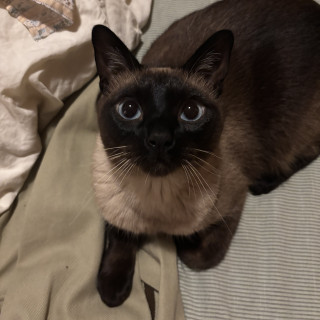 Foto de NINO