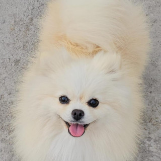 JISOO | Raza Pomerania | Perdida