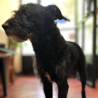 BUDDY | Raza Mestizo, cruza de Schnauzer con Poodle, (Schnoodle) | Perdido