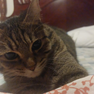 CHITO | Raza Doméstico Américano de Pelo Corto | Final Feliz