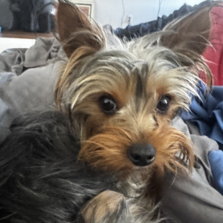 YORKALI | Raza Yorkshire Terrier (Yorkie) | Perdida