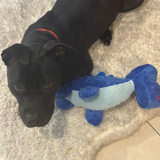 OLIVIA | Raza Mestiza,  cruza de American Pitbull Terrier | Perdida