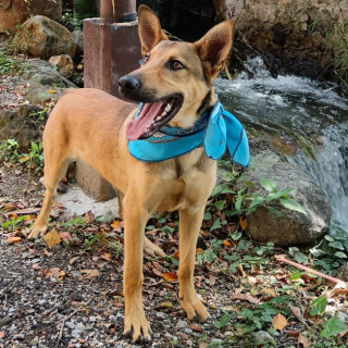 JAMPO | Raza Mestizo | En Adopción