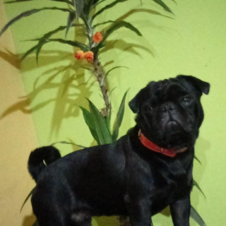 CAPULÍN | Raza Pug o Carlin | Perdido