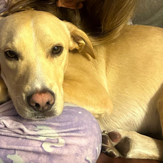 GUAPO | Raza Mestizo, cruza de Labrador | Perdido