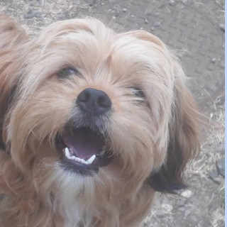OSITO | Raza Mestizo, cruza de Shih Tzu con Yorkshire Terrier (Yorkie) | Perdido