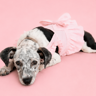 PECOSITA (DISCAPACITADA) | Raza Mestiza | En Adopción