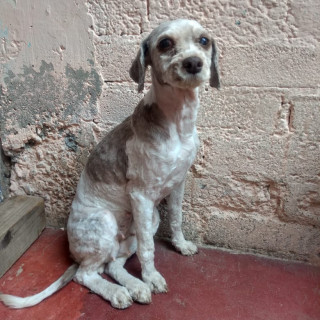 VAQUITA | Raza Mestiza | Perdida