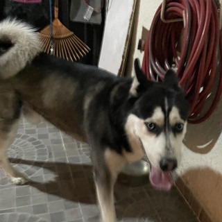  | Raza Husky Siberiano | Final Feliz