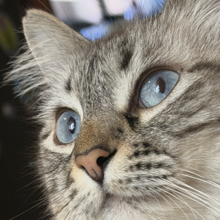 Maisha | Raza Balinés | Perdida