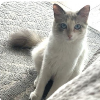 GATO | Raza Balinés punto Calicó | Perdida