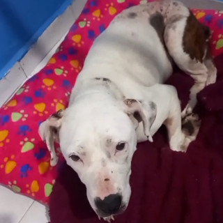 FRANCISCA | Raza American Pitbull Terrier | Perdida