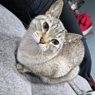 YEIK | Raza Aslan o Siamés moderno, punto tabby | Perdido