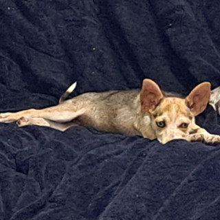 DINAMITA | Raza Chihuahua | Final Feliz