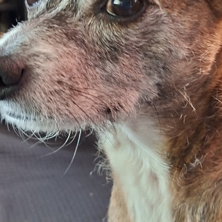 CTHULHU O CUTULU | Raza Mestizo | Final Feliz