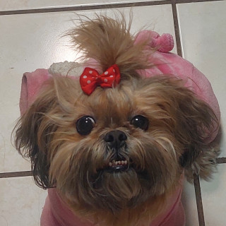 Foto de BRISSA