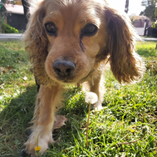 BILLY | Raza Mestizo, cruza de Cocker Spaniel | Final Feliz