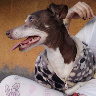  | Raza Mestiza, cruza de Chihuahua | Final Feliz