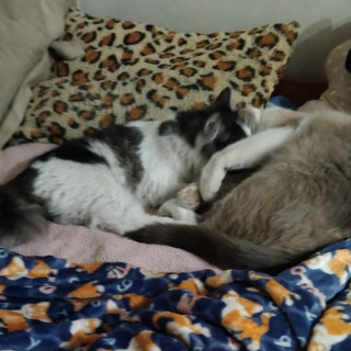 TÓXICA | Raza Doméstico Americano de Pelo Semilargo | Perdida