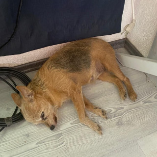 MATTY | Raza Mestiza, Cruza De Chihuahua Con Yorkshire Terrier | Perdida