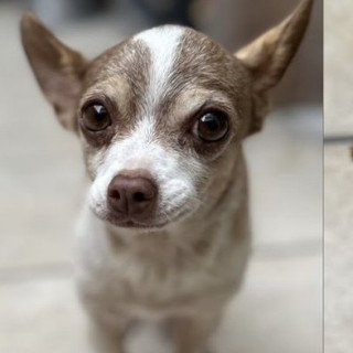  | Raza Chihuahua | Encontrado