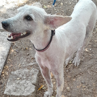  | Raza French Poodle o Caniche | Encontrada