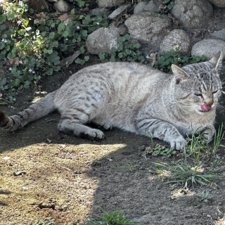 BOSS | Raza Aslan o Siamés moderno, punto tabby | Perdido