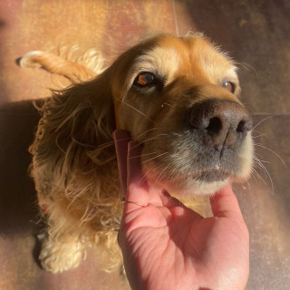 ÁMBAR | Raza Cocker Spaniel Inglés | Perdida