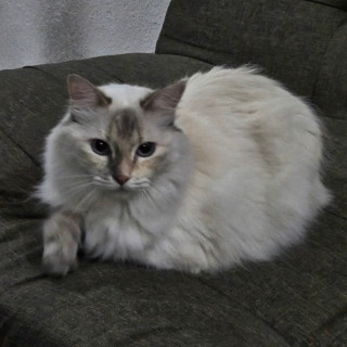 ESNORQUITA | Raza Balinés punto tabby | Perdida